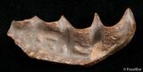Top Quality Ceratodus Tooth Plate - Extinct Lungfish #2896-1
